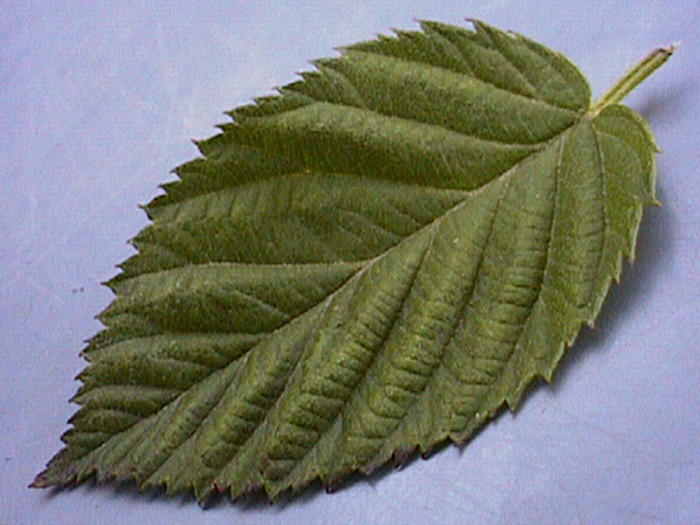 <p>tiny sharp teeth on it's outer edge, which usually point upwards towards the apex</p>