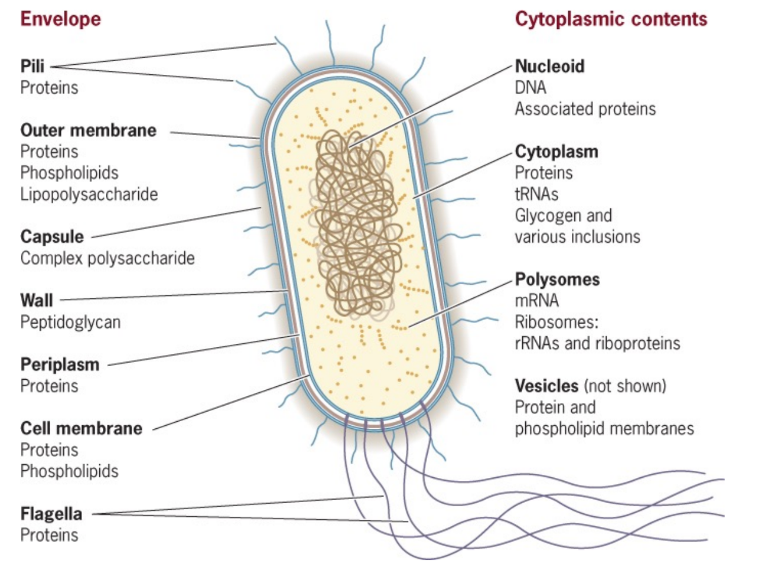 <p>11 Components - Pili, outer membrane, capsule, wall, periplasm, cell membrane, flagella, nucleoid, cytoplasm, polysomes, vesicles</p>