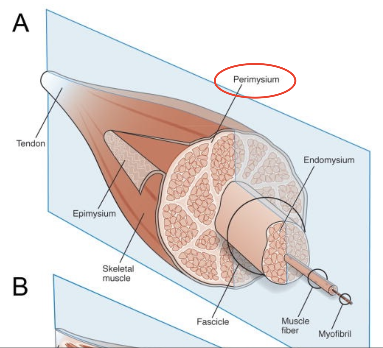 <p>Connective tissue around the muscle fascicles (bundles of muscle cells)</p>