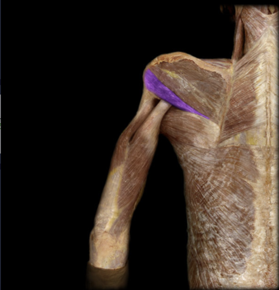 <p><em>table 1</em><br><em>O: mid-lateral border of scapula</em><br><em>I: greater tubercle of humerus</em></p>