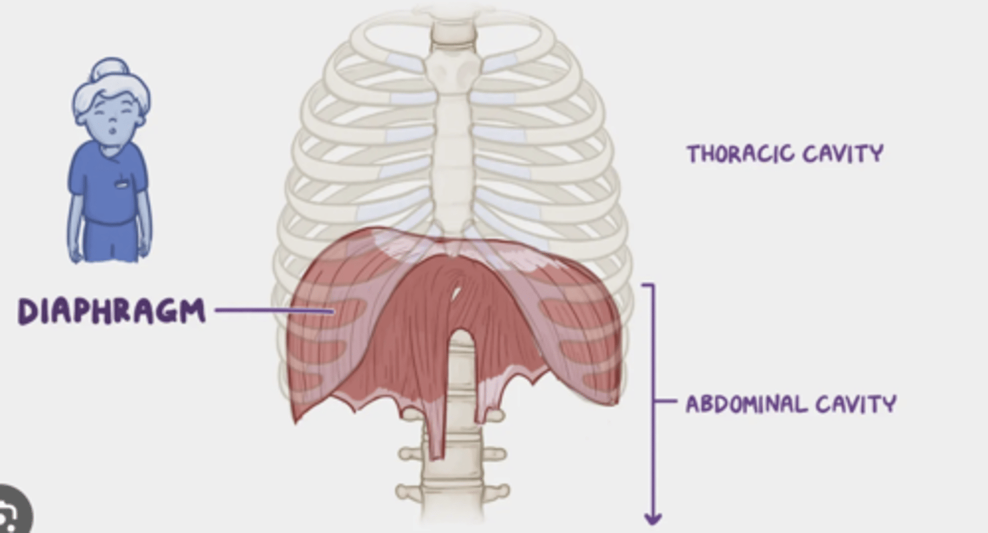<p>. diaphragm</p><p>. intercostal muscles</p>