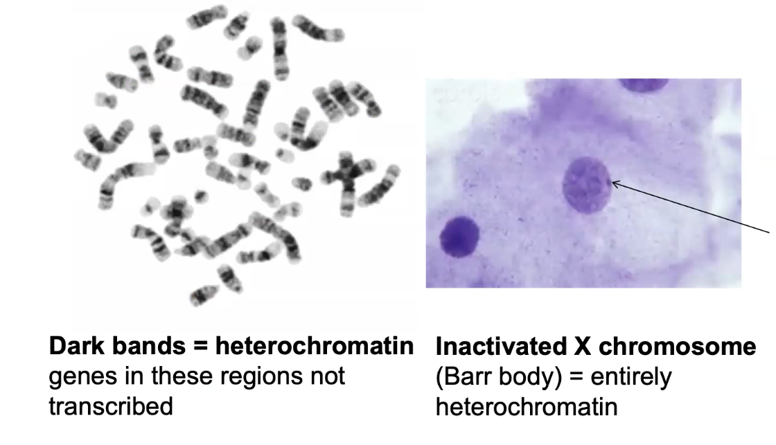 <p>barr bodies → in inactivated x chroms are entirely made of heterochromatin</p>