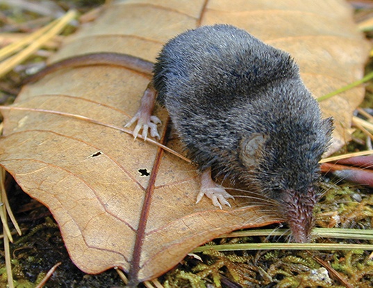 <p>Smoky shrew</p>