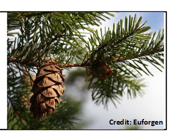 <p>Pinaceae</p><p>Pseudotsuga menziesii</p>