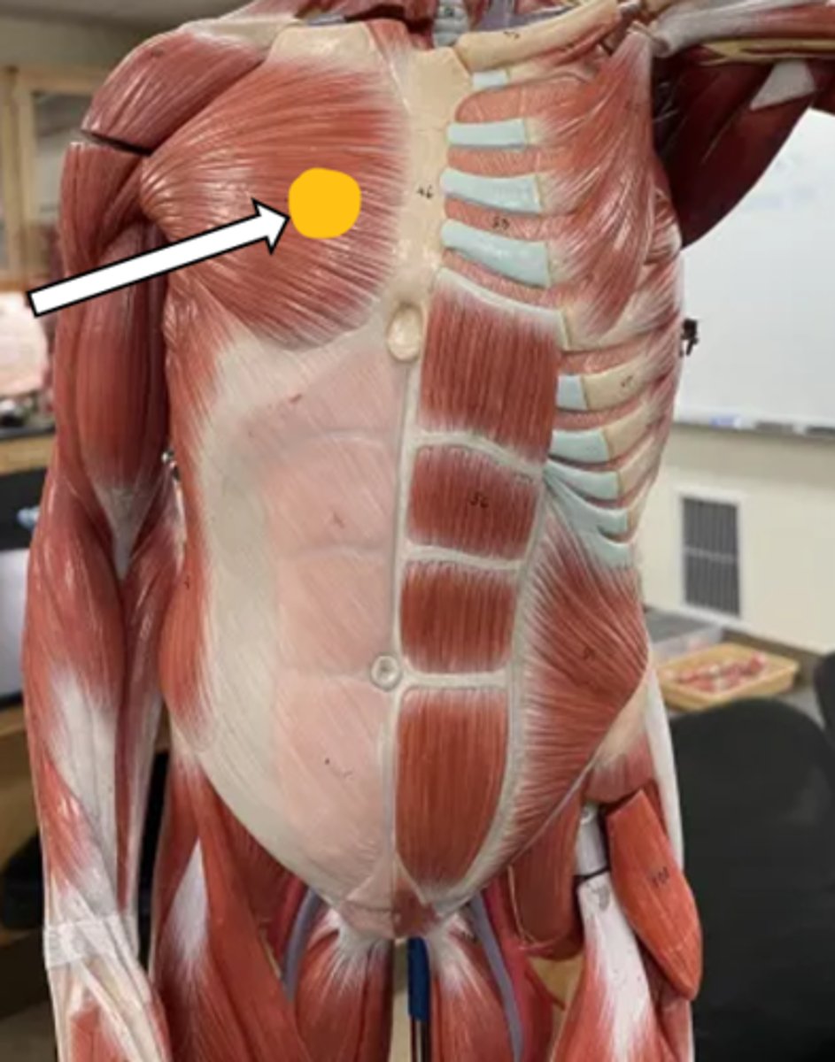 <p>pectoralis major (function)</p>