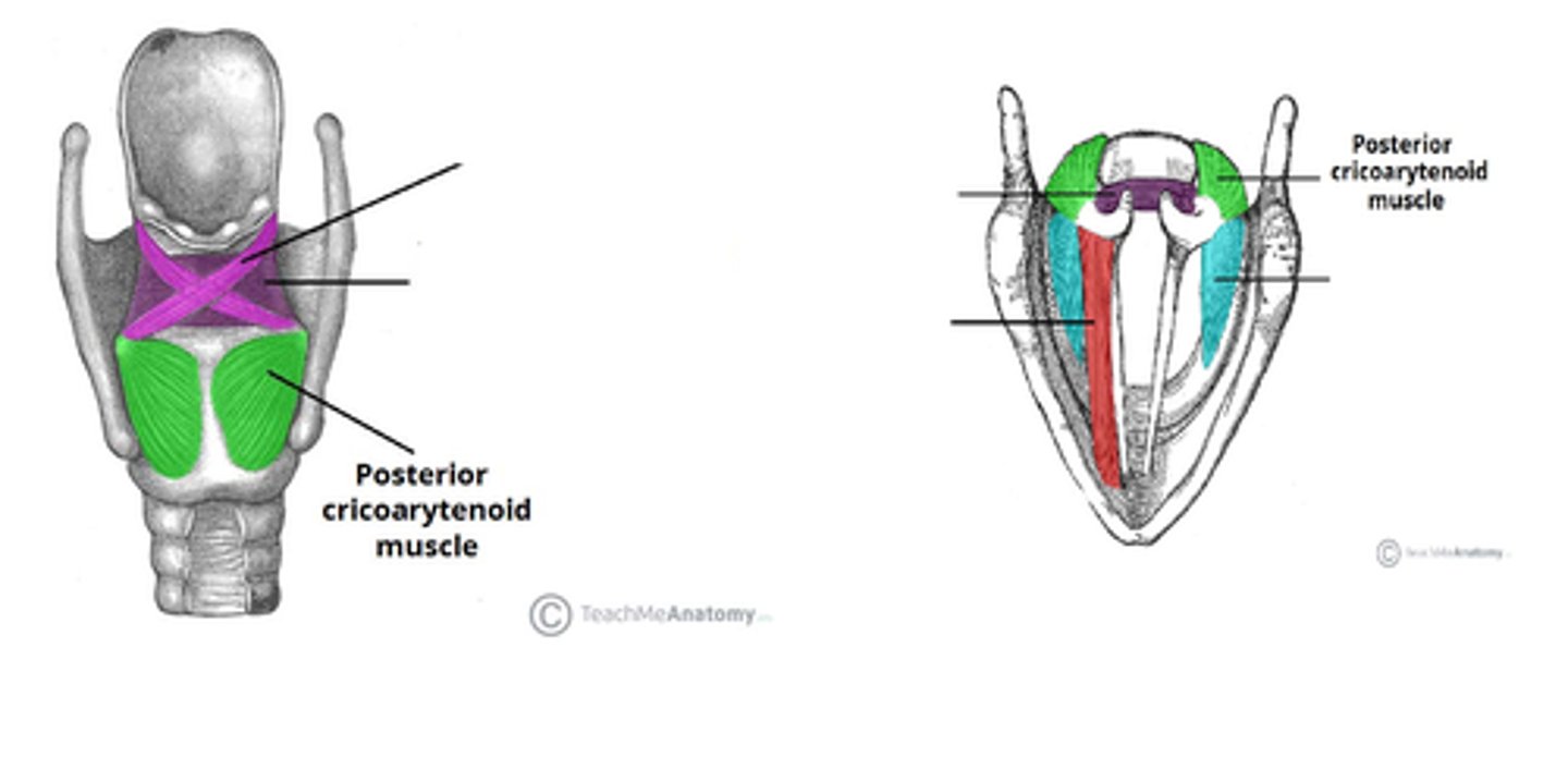 <p>Posterior cricoarytenoid m</p>