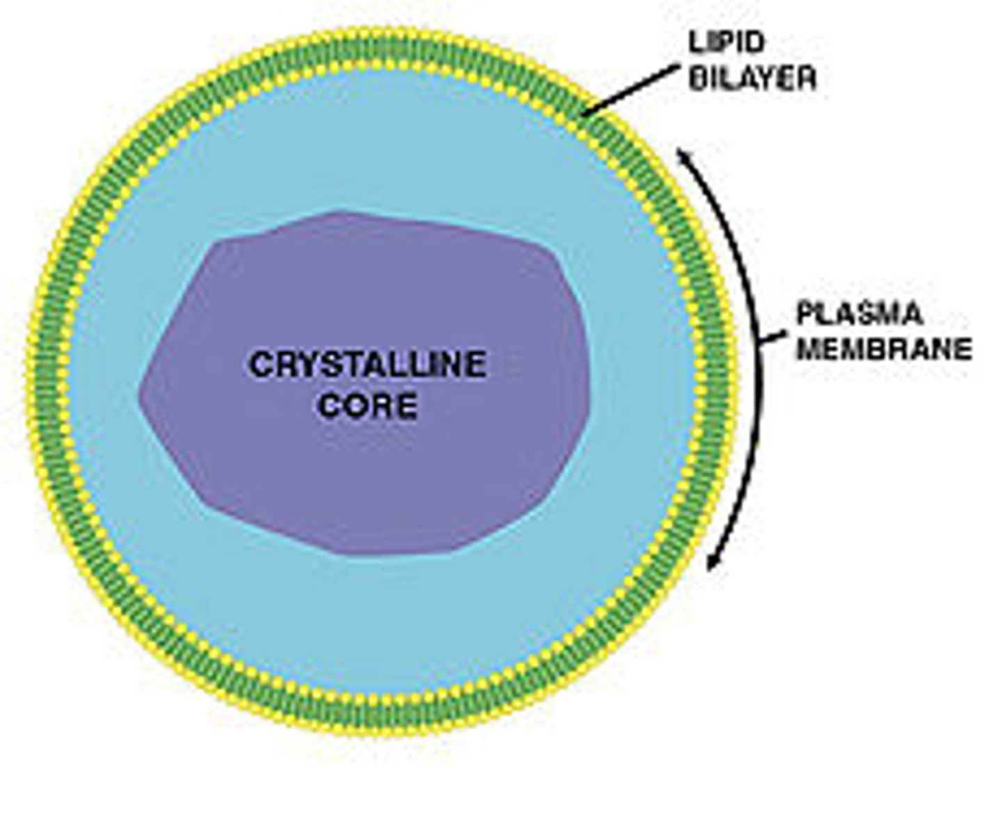 <p>Membrane-bound compartments that contains oxidases to metabolize fatty acids and detoxify alcohols. Contains catalase to degrade toxic metabolic byproducts such as hydrogen peroxide.</p>