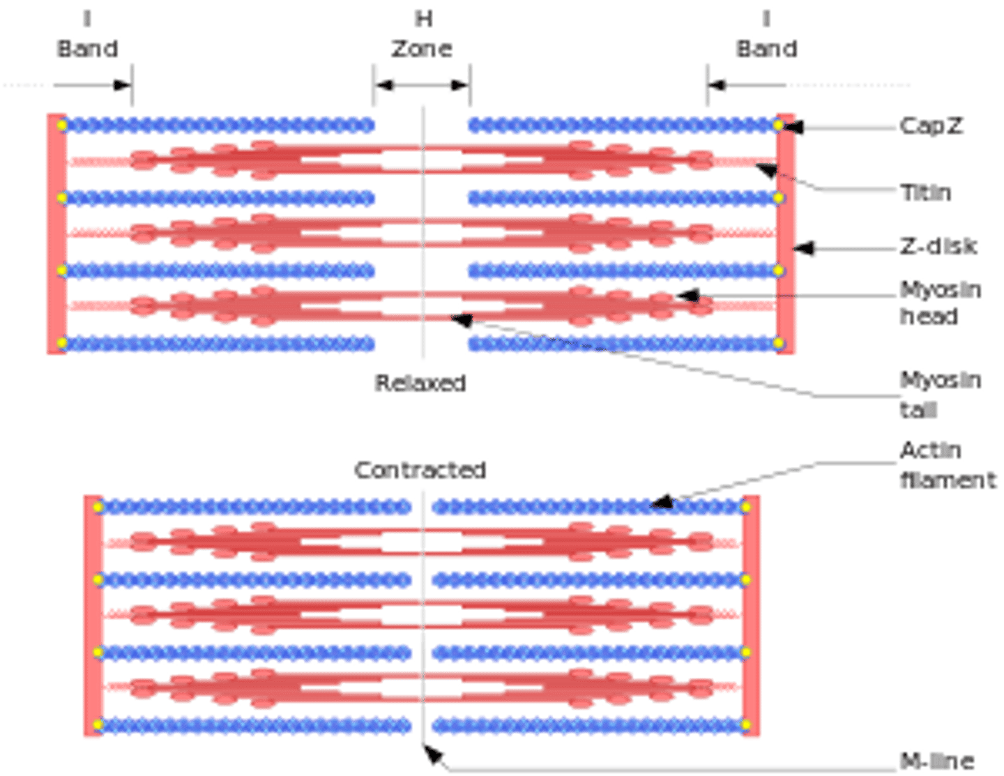 <p>muscle contraction is about shortening of z-discs (sarcomeres) not the actin or myosin filaments. Upon signal bipolar myosin filaments on actin filaments bring z-discs together.</p>