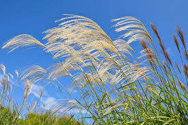 <p>pampas grass</p>