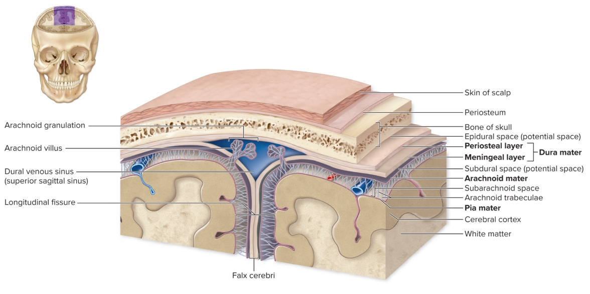<p>Layers of the meninges</p>