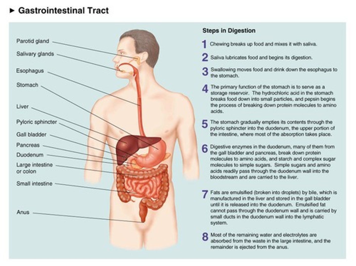 <p>The gastrointestinal process of breaking down food and absorbing its constituents into the body.</p>