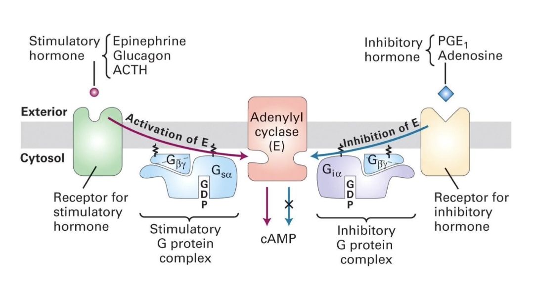 <ul><li><p><strong>β-adrenergic receptor</strong> → activates <strong>Gsα</strong> → <strong>stimulates adenylyl cyclase</strong> → ↑ <strong>cAMP</strong></p></li><li><p><strong>α2-adrenergic receptor</strong> → activates <strong>Giα</strong> → <strong>inhibits adenylyl cyclase</strong> → ↓ <strong>cAMP</strong></p></li><li><p><strong>Epinephrine</strong> can bind both receptors to create <strong>diverse, tissue-specific responses</strong></p></li></ul><p></p>