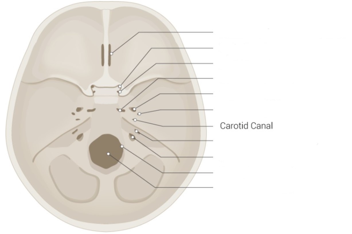 <ul><li><p>Cribriform plate of ethmoid bone</p></li><li><p>Optic canal</p></li><li><p>Foramen rotundum</p></li><li><p>Foramen lacerum</p></li><li><p>Foramen ovale</p></li><li><p>Foramen spinosum</p></li><li><p>Internal acoustic meatus</p></li><li><p>Jugular foramen</p></li><li><p>Hypoglossal canal</p></li><li><p>Foramen magnum</p></li></ul>