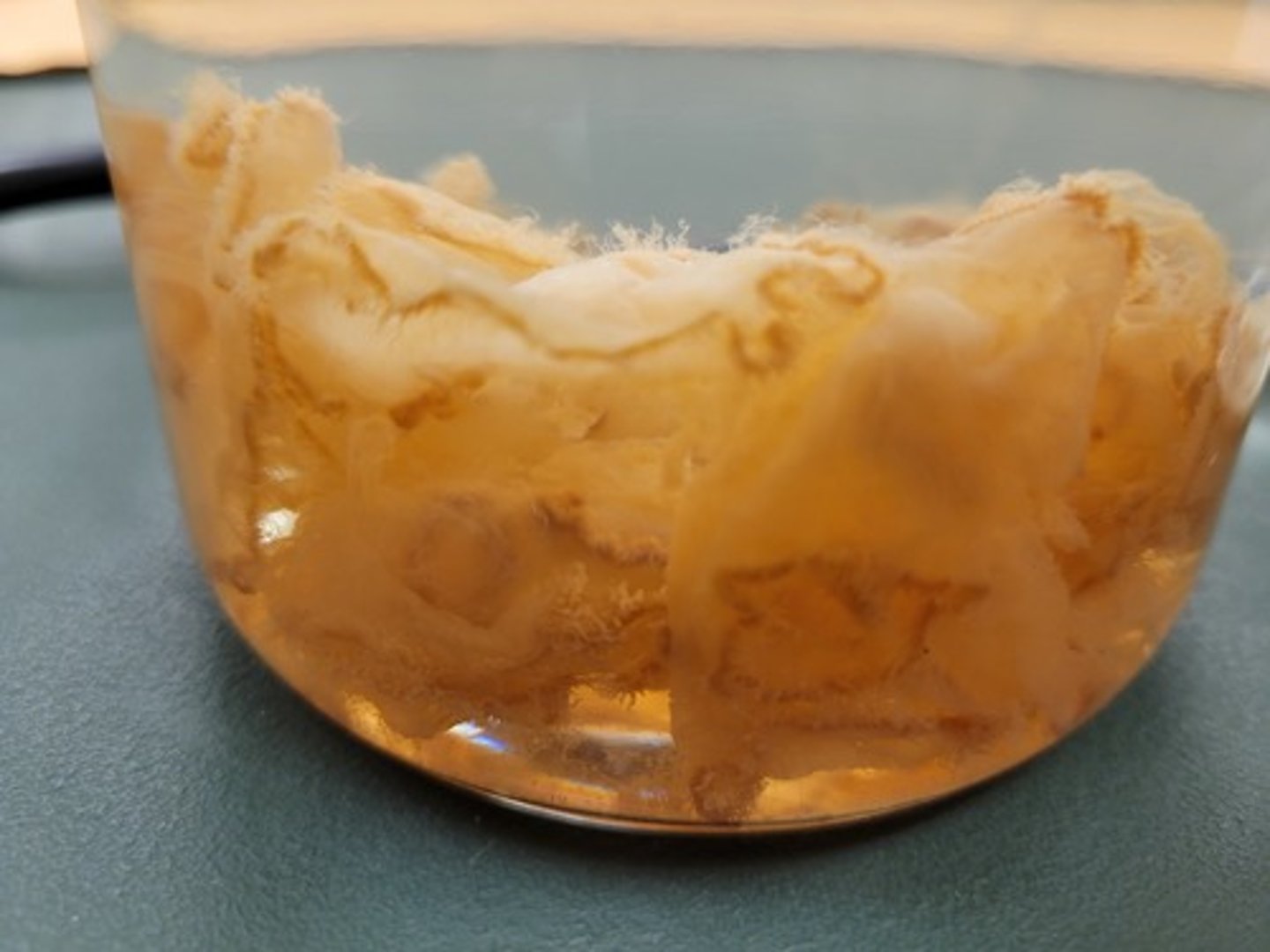 <p>Identify Taxonomy</p>