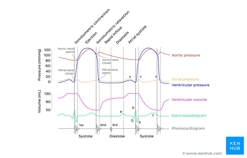 <ol><li><p>Ventricular filling</p></li><li><p>Atrial contraction</p></li><li><p>Isovolumetric ventricular contraction (systole)</p></li><li><p>Ventricular ejection</p></li><li><p>Isovolumetric ventricular relaxation</p></li></ol><ul><li><p>Then back to ventricular filling <span data-name="arrow_heading_up" data-type="emoji">⤴</span></p></li></ul>