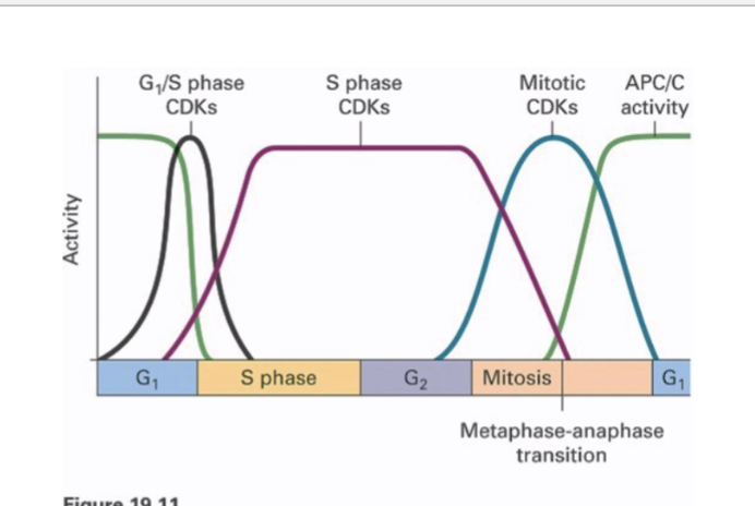 <ul><li><p>M-phase Cyclins (e.g., Cyclin B) promote mitosis</p></li><li><p>G1-phase Cyclins promote passage thru START or R-point</p></li><li><p>G1/S-phase Cyclins commit the cell to DNA synthesis </p></li><li><p>S-phase Cyclins promote the initiation of DNA synthesis </p></li><li><p><strong>Cyclins are necessary for activation of CDKs and allow CDKs to phosphorylate <u>specific</u> substrates</strong></p><ul><li><p>M phase cyclin-CDK will phosphorylate different proteins than G1 cyclin-CDK </p></li></ul></li></ul><p></p>
