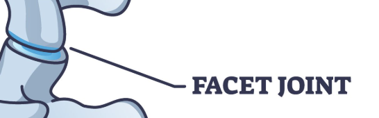 <p>Flat surface that forms a joint with another facet or flat bone</p>