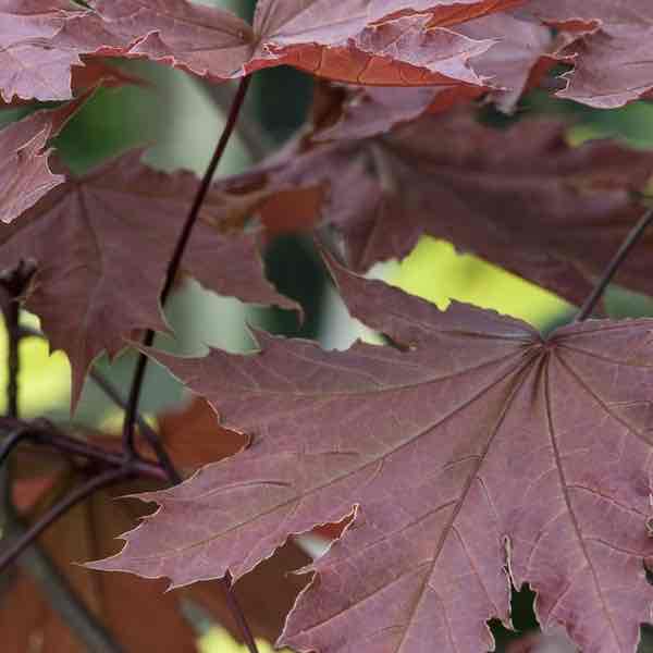 <p>Acer platanoides</p>