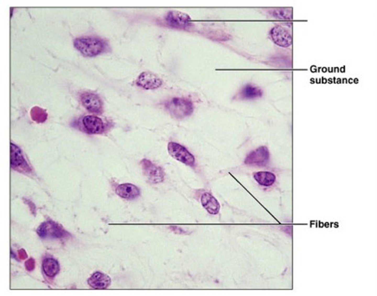 <p>-stem cells that respond to injury or infection<br>-first embryonic connective tissue<br>-differentiate into fibroblasts and macrophages</p>