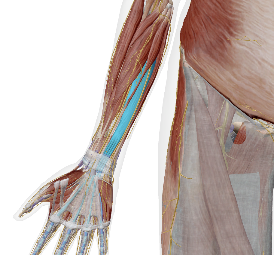 <p>(deep to flexor digitorum superficialis)</p>