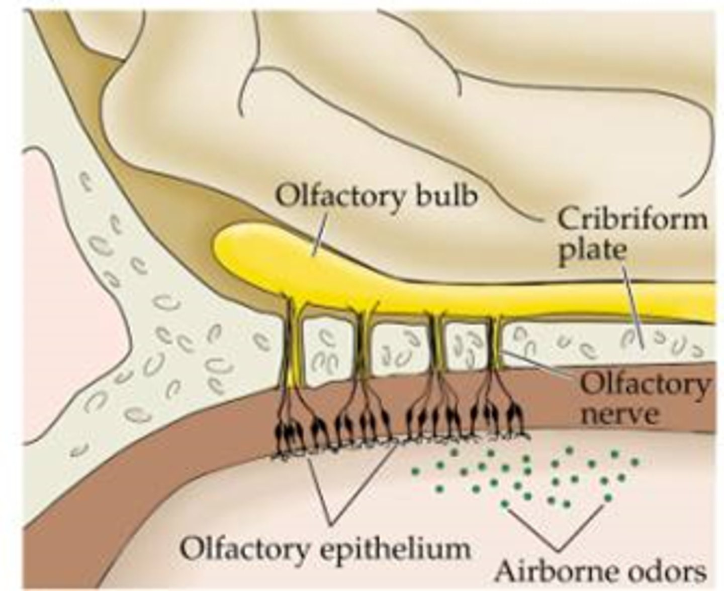 <p>Roof of the nasal cavity is lined with olfactory epithelium, which contains sensory receptors for smell.</p><p>The olfactory epithelium is composed of pseudostratified ciliated columnar epithelium and bipolar olfactory receptor neurons</p>