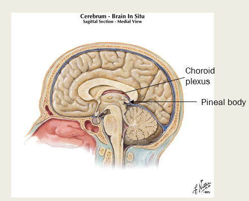 <p>Epithalamus; contains the choroid plexus - which makes CSF, and the pineal body which makes melatonin </p>