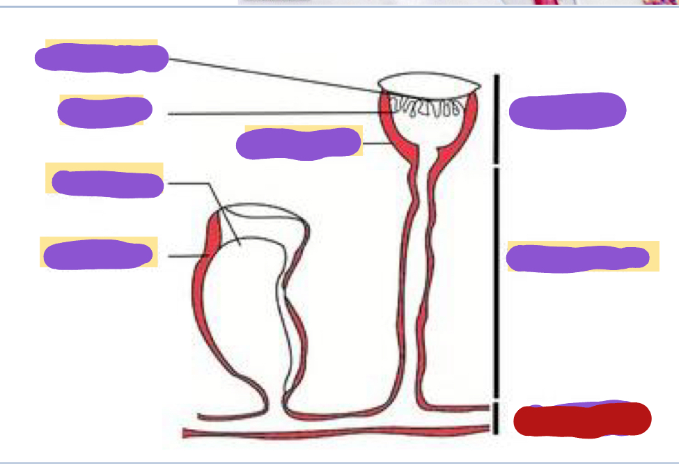 <p>Identify the red structure</p>