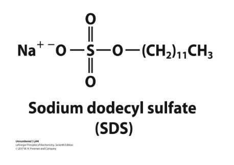 <p>sodium dodecyl sulfate (SDS) = a detergent</p><ul><li><p>binds and partially unfolds proteins</p></li><li><p>gives all proteins a similar charge-to-mass ratio</p></li><li><p>electrophoresis in the presence of SDS separates proteins by molecular weight</p><ul><li><p><strong>because same MW but diff charge travel differently, once all charges are same(negative), move only based off of MW</strong></p></li></ul></li><li><p>smaller proteins migrate more rapidly</p></li></ul><p></p>
