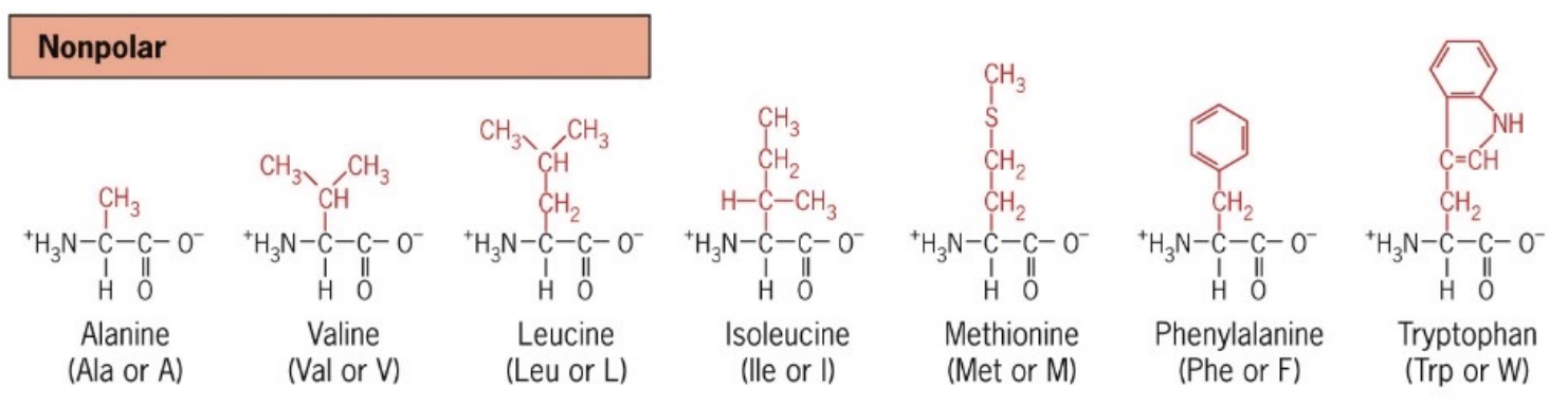 <p>Amino acids with hydrophobic side chains such as alanine(A), valine(V), leucine(L), isoleucine(I), methionine(M), phenylalanine(F), and tryptophan(W)</p><ul><li><p>Great for hydrophobic interactions and van der waals forces  </p></li><li><p>C-H</p></li></ul><p></p>