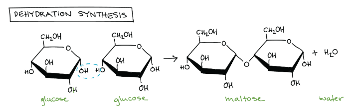 <p>This usually happens through dehydration synthesis, when one monomer forms a covalent bond to another monomer, releasing a water molecule. <br><br>The bond typically occurs from the hydroxyl group of one monomer with a hydrogen from another monomer. <br><br>Edit this card to see the image! The blue circle is everything that is lost.</p>