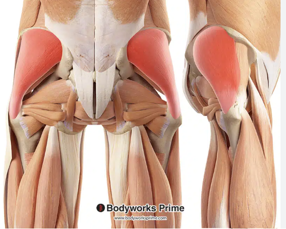 <p>*posterior</p>