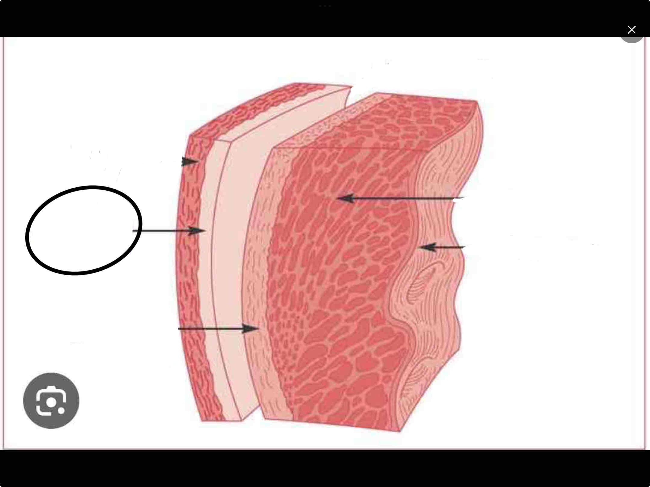 <p><strong>the outer layer that's firmly attached to your fibrous pericardium</strong></p><p><strong><u>SEROUS MEMBRANES</u></strong></p>