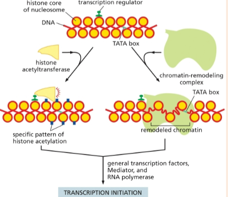 <p>chromatin-remodeling complexes</p>
