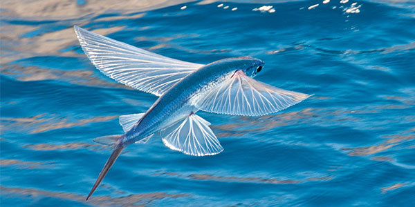 <p>Exocoetus (Flying fish)</p>
