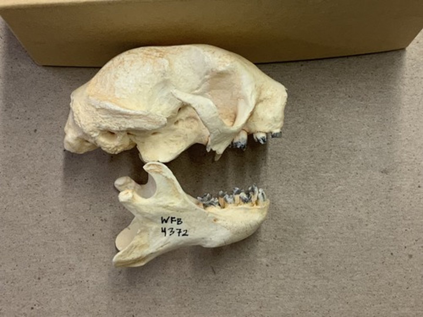 <p>Family, Order, Clade, Infraclass, Subclass</p><p>-no incisors or canines</p><p>-peg-like cheek teeth</p><p>-absent sagittal crest</p>