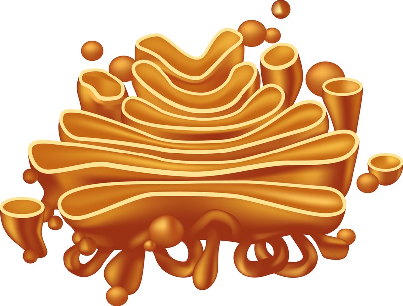 <p>Golgi apparatus </p><ul><li><p>eukaryotes only </p></li></ul><p></p>