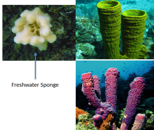 <p>sponges - no organized tissues or structures, no symmetry, filter feeders, in through pores and out through osculum, three functional layers: choanocytes, mesophyll, outer epithelial layer, spicules for structure and defense</p>