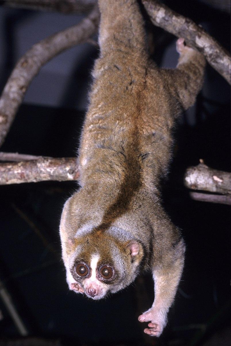<p>Lorisiformes </p>