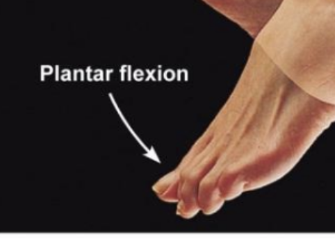<p>Ankle Plantar Flexion</p>