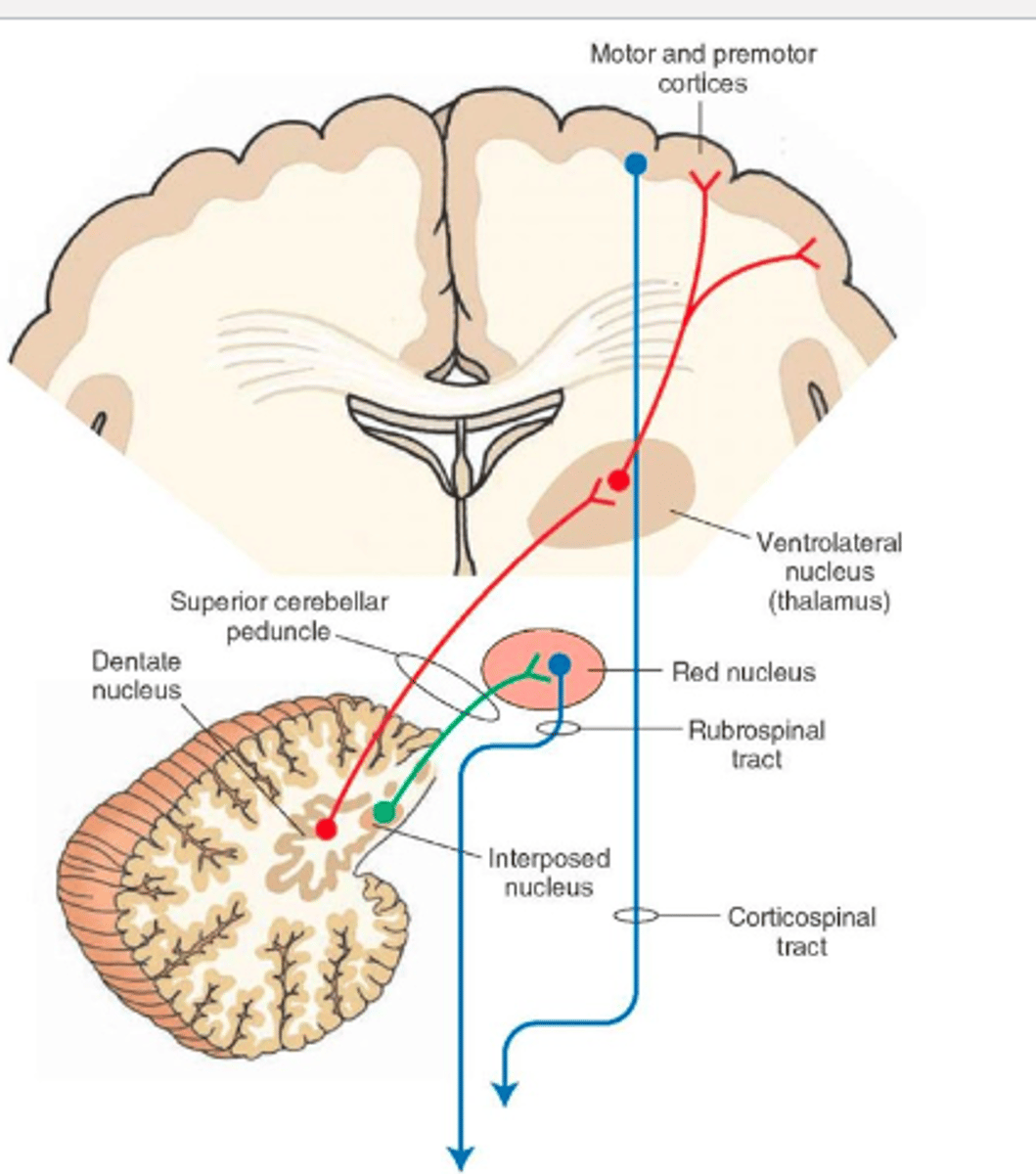 <p>From the deep cerebellar nuclei</p>