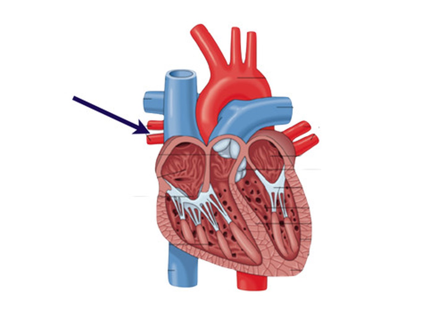 <p>carry the oxygenated blood from the right lung into the left atrium of the heart</p>