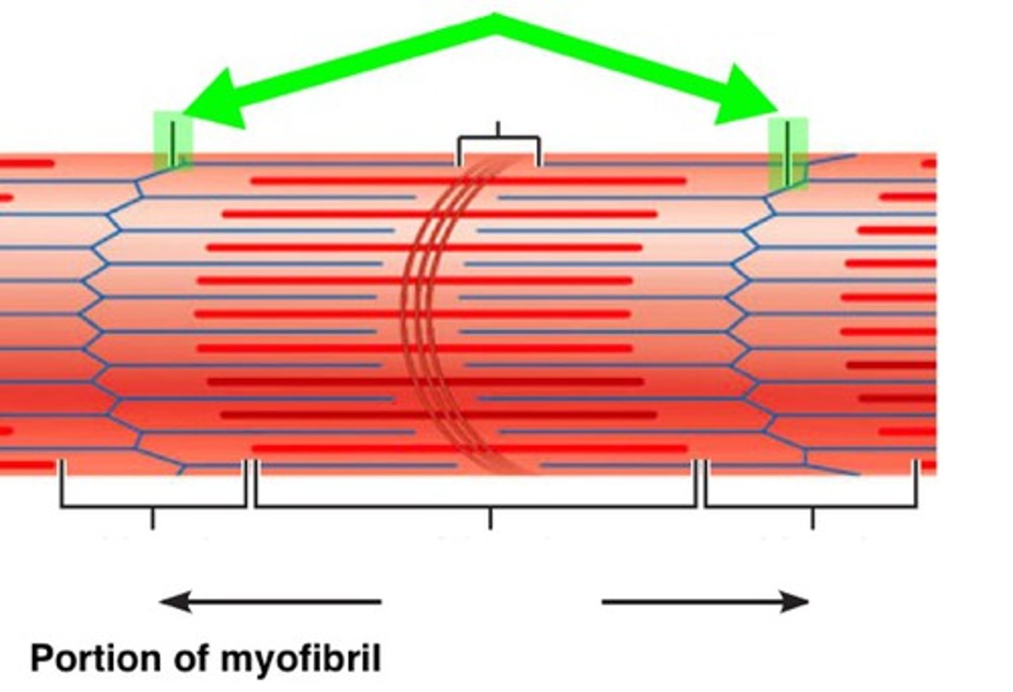 <p>coin-shaped sheet of proteins on midline of light I band that anchors thin filaments and connects myofibrils to one another</p><p>- a sarcomere extends from z disc to z disc</p>