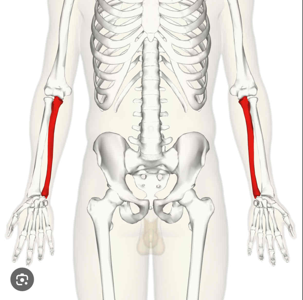 <p>Ulna</p>