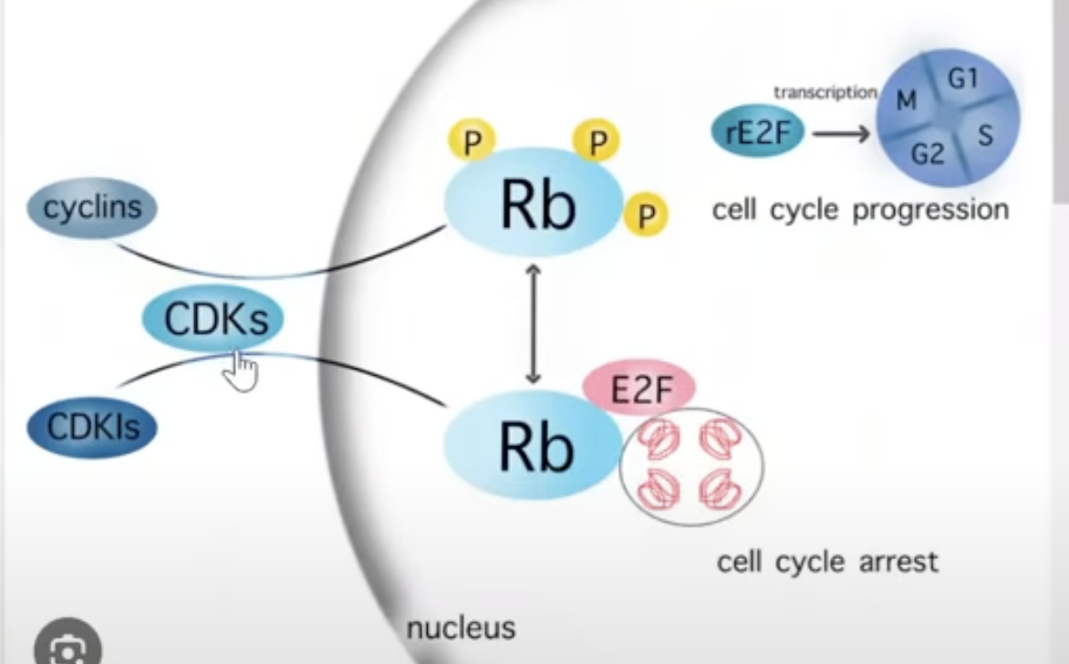 <ol><li><p>CDK inhibitors block phosphorylation of Rb</p></li><li><p>So, E2F stays attached</p></li><li><p>Cell cycle halts </p></li></ol><p></p>