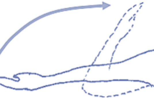 <p>Which synovial joint movement is:</p><ul><li><p>When angle of joint decreases</p></li></ul><p></p>