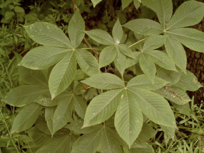 <p>palmately compound 5 leaves, buckeye 1-3 nuts, spiny capsule</p>