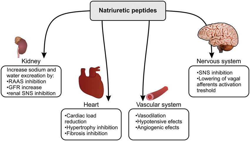 <p>The release of natriuretic peptides is stimulated by</p>