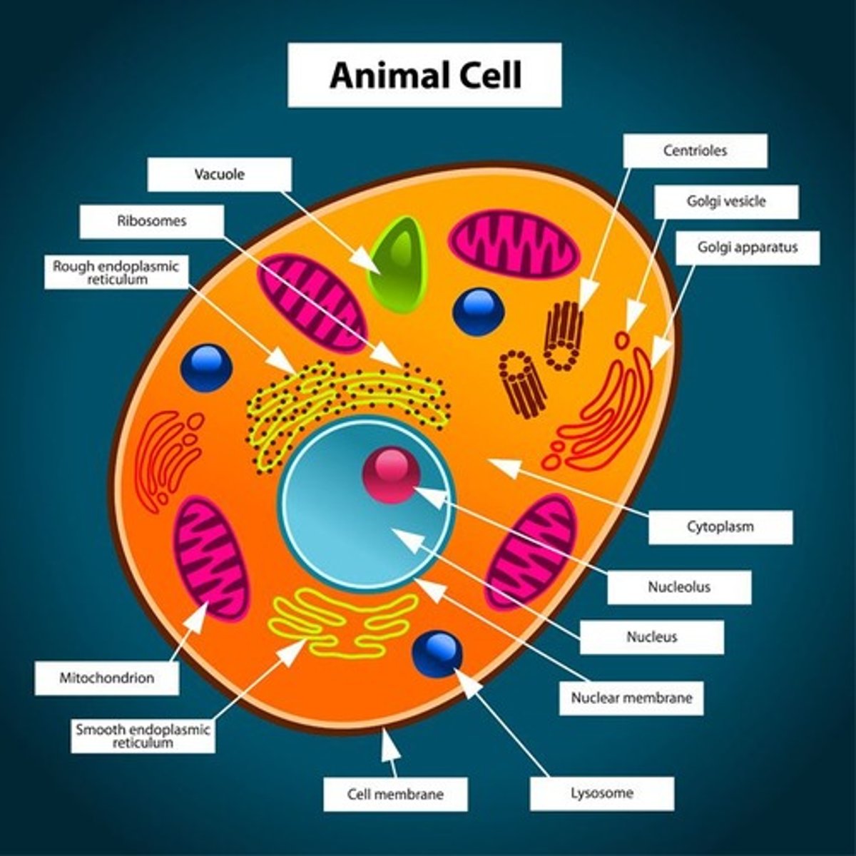 <p>no cell wall, no chloroplasts, no vacuole, glycogen food storage</p>