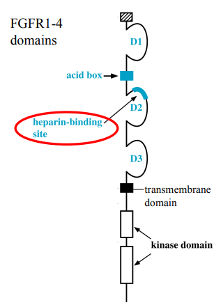 <ul><li><p>The family of FGF <strong>ligands</strong> contains 22 members.</p></li><li><p>All FGFs signal through just 4 receptors: FGFR1, FGFR2, FGFR3, FGFR4.</p></li><li><p>Paracrine (act locally on neighbouring cells), Intracrine (act within same cell), Endocrine (act as circulating hormones).</p></li><li><p>FGF receptors are Receptor Tyrosine Kinases (RTKs). This means they have an extracellular ligand-binding domain, a single transmembrane domain, and an intracellular kinase domain.</p></li><li><p>Composed of <strong>3 Immunoglobulin (Ig)-like domains</strong>: D1, D2, and D3. There's an "acid box" region between D1 and D2, which contributes to receptor function. An important feature is the heparin-binding site near the D2 domain (important when talking about HSPGs).</p></li><li><p>FGF ligands primarily bind to the <strong>D2 and D3 Ig-like domains</strong>.</p></li></ul><p></p>