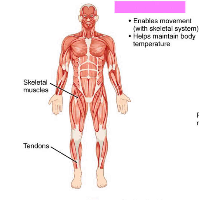 <p>Muscular System</p>